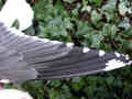 aile Goéland brun Larus fuscus graellsii