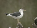 Goéland brun Larus fuscus