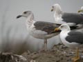 Goéland brun Larus fuscus