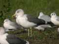 Goéland brun Larus fuscus