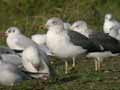 Goéland brun Larus fuscus