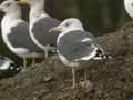 Goéland brun Larus fuscus