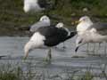 Goéland brun Larus fuscus graellsii ANAS