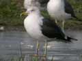 Goéland brun Larus fuscus graellsii ANAS