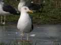 Goéland brun Larus fuscus graellsii ANAS