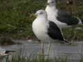 Goéland brun Larus fuscus graellsii ANAS