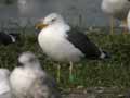 Goéland brun Larus fuscus