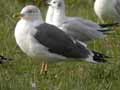 Goéland brun Larus fuscus