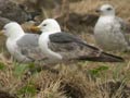 Goéland brun Larus fuscus