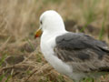 Goéland brun Larus fuscus