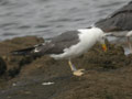 Goéland brun Larus fuscus intermedius