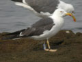 Goéland brun Larus fuscus intermedius