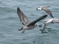 Goéland brun Larus fuscus