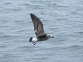 Goéland brun Larus fuscus