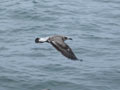 Goéland brun Larus fuscus