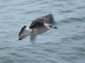 Goéland brun Larus fuscus