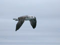 Goéland brun Larus fuscus