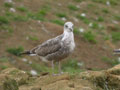 Goéland brun Larus fuscus graellsii