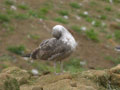 Goéland brun Larus fuscus graellsii