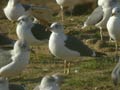 Goéland brun Larus fuscus graellsii