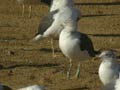 Goéland brun Larus fuscus graellsii