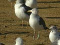 Goéland brun Larus fuscus graellsii