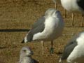 Goéland brun Larus fuscus graellsii