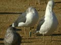 Goéland brun Larus fuscus graellsii