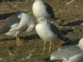 Goéland brun Larus fuscus