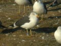 Goéland brun Larus fuscus graellsii