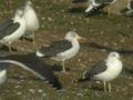 Goéland brun Larus fuscus graellsii