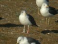 Goéland brun Larus fuscus graellsii