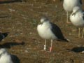 Goéland brun Larus fuscus graellsii