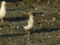 Goéland brun Larus fuscus graellsii