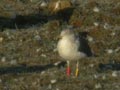 Goéland brun Larus fuscus graellsii