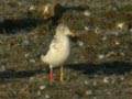 Goéland brun Larus fuscus graellsii