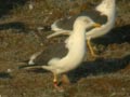 Goéland brun Larus fuscus graellsii