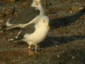 Goéland brun Larus fuscus graellsii