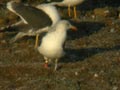 Goéland brun Larus fuscus graellsii