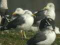 Goéland brun Larus fuscus