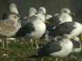 Goéland brun Larus fuscus