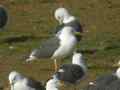 Goéland brun Larus fuscus