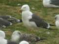 Goéland brun Larus fuscus