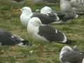 Goéland brun Larus fuscus