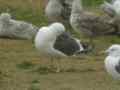 Goéland brun Larus fuscus