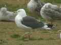 Goéland brun Larus fuscus