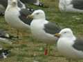 Goéland brun Larus fuscus