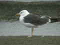 Goéland brun Larus fuscus graellsii