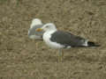 Goéland brun Larus fuscus