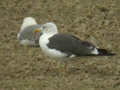 Goéland brun Larus fuscus